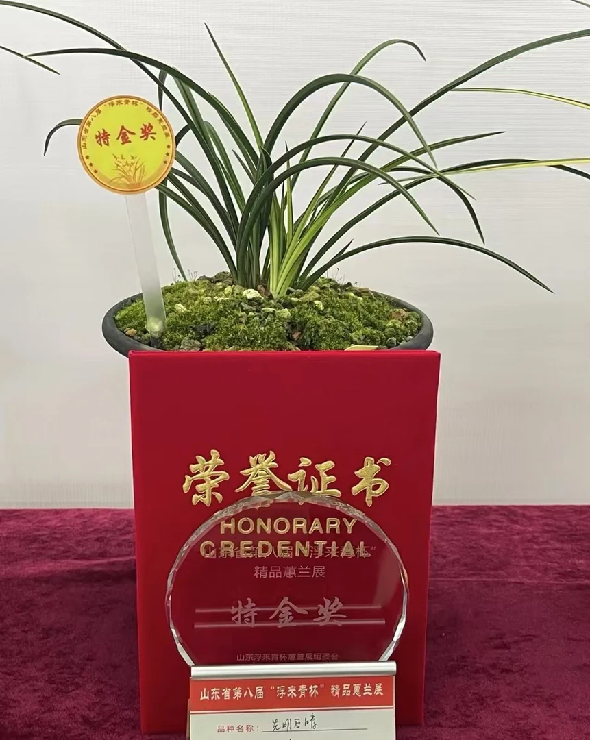 贵州兰花 直播间以实物为准（一物一拍）