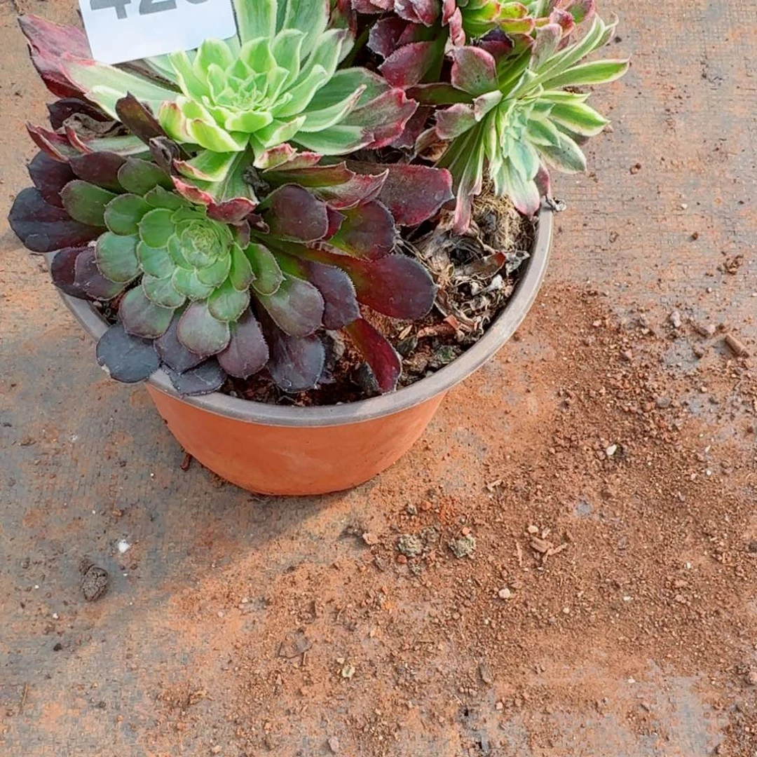 嗯423 号多肉法师植物特价