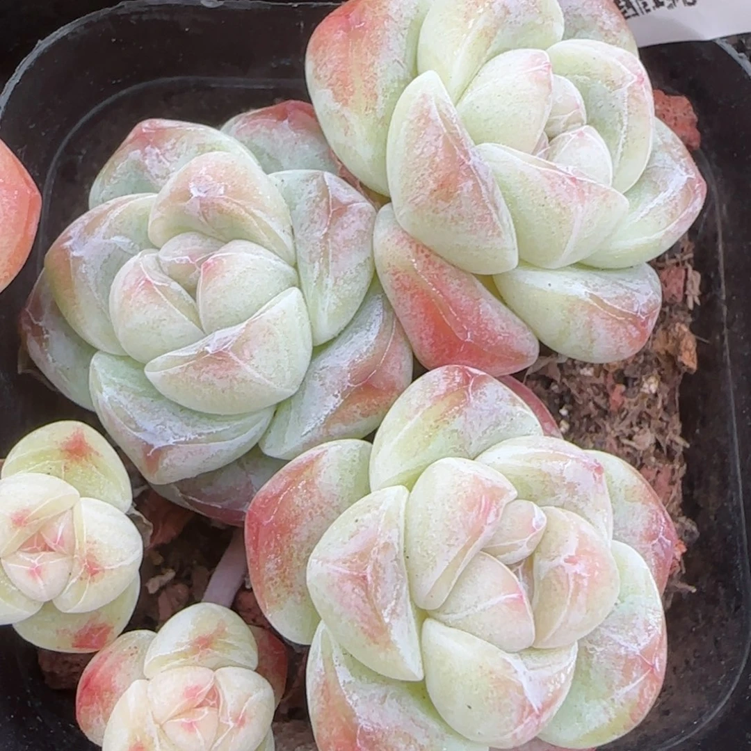 花语逸镜0207-498