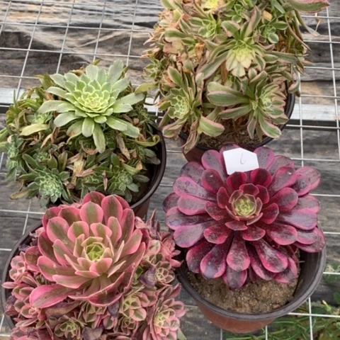 多肉植物组合拼盘6