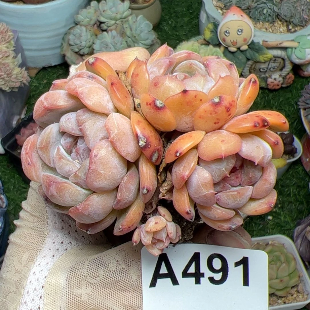 昱*491 满38元包邮多肉