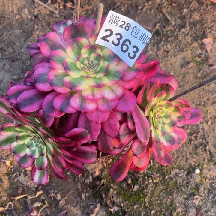 2363舞天姬不包损多肉植物