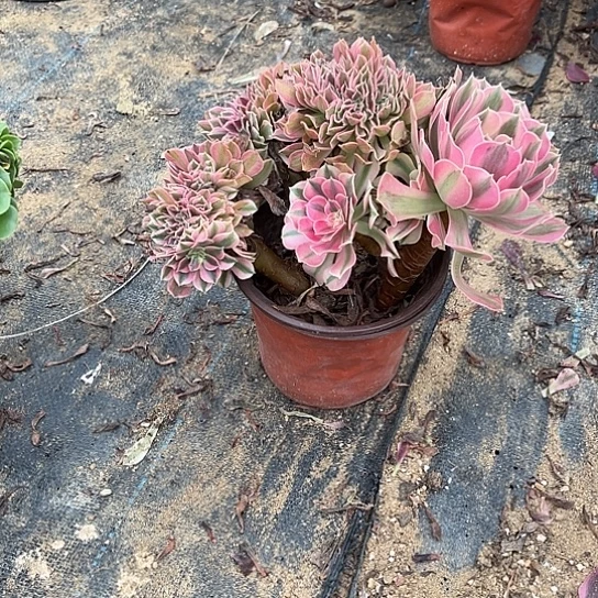 满28包邮，冠幅24厘米粉女巫