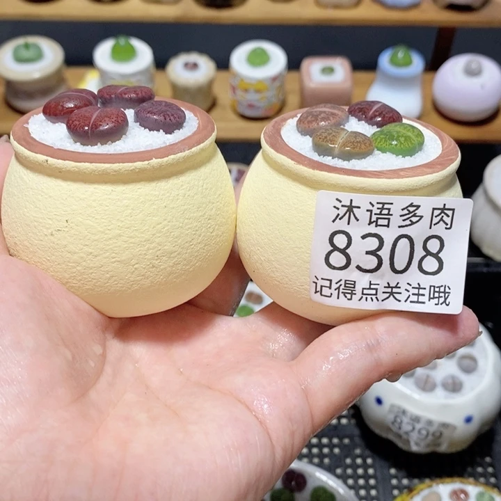 双***楼带盆土植物 精美盆栽8308