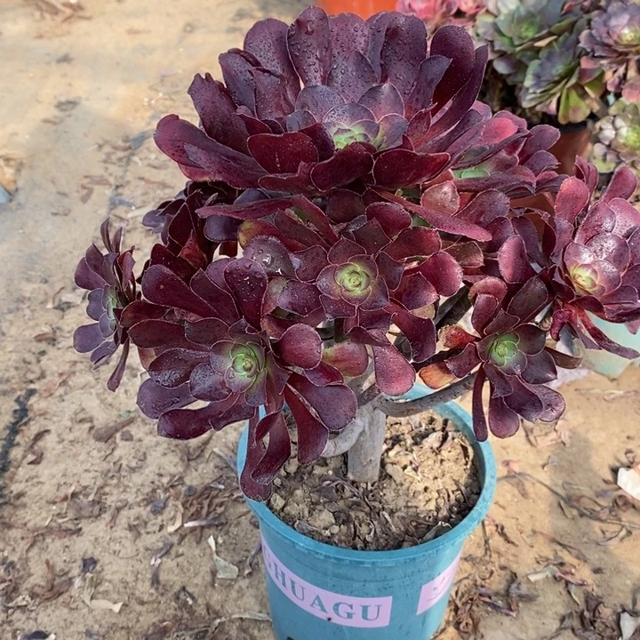 杂交70多肉植物法师法师法师开示