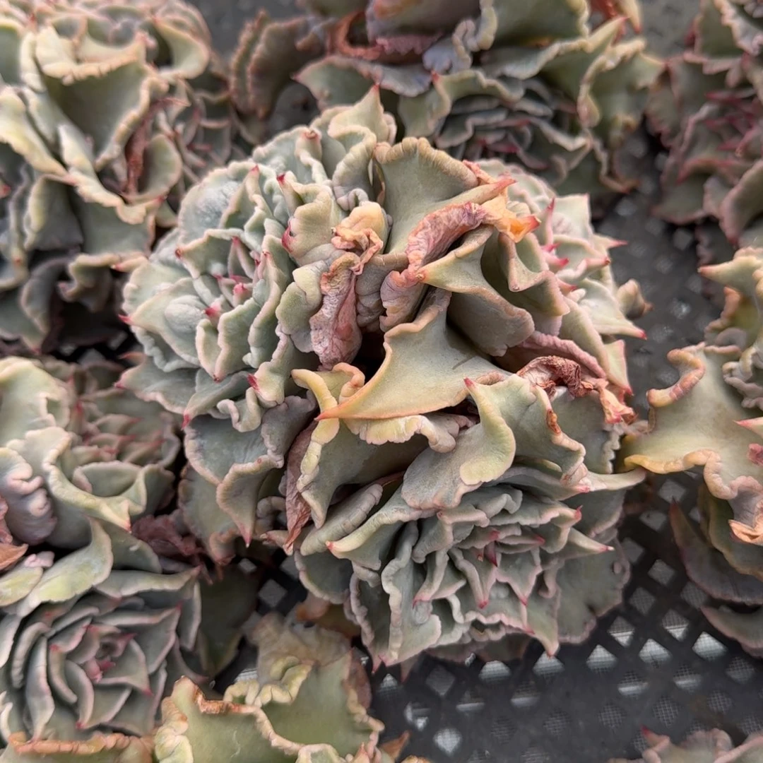 从前慢花园精选欧版饺子皮