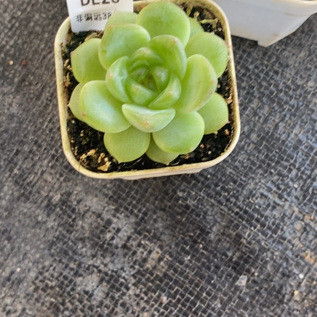 25东篱下多肉植物哈哈哈