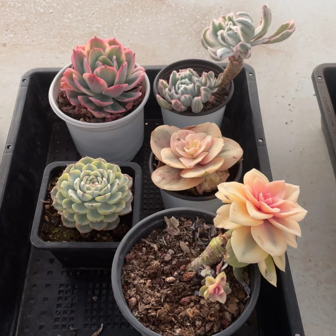 淘多肉锦天五盆福利来啦