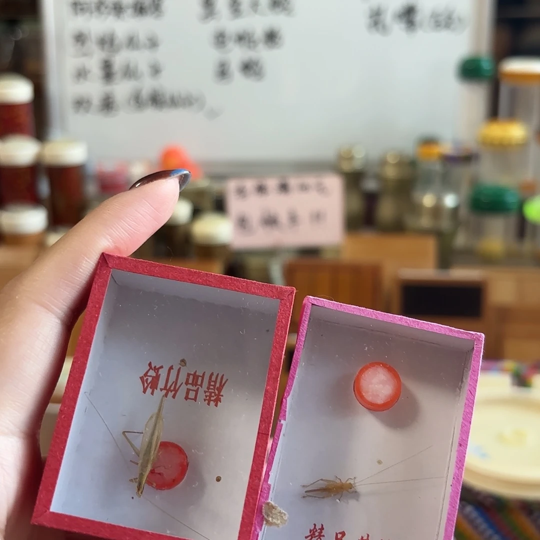 小黄柬埔寨不包断须尾
