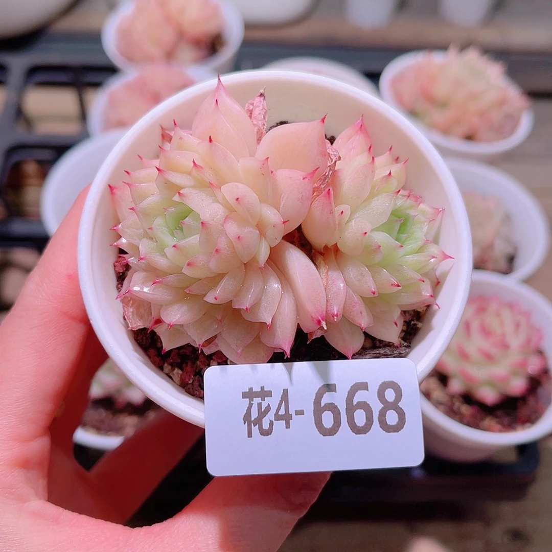 花利美4-668麦秆