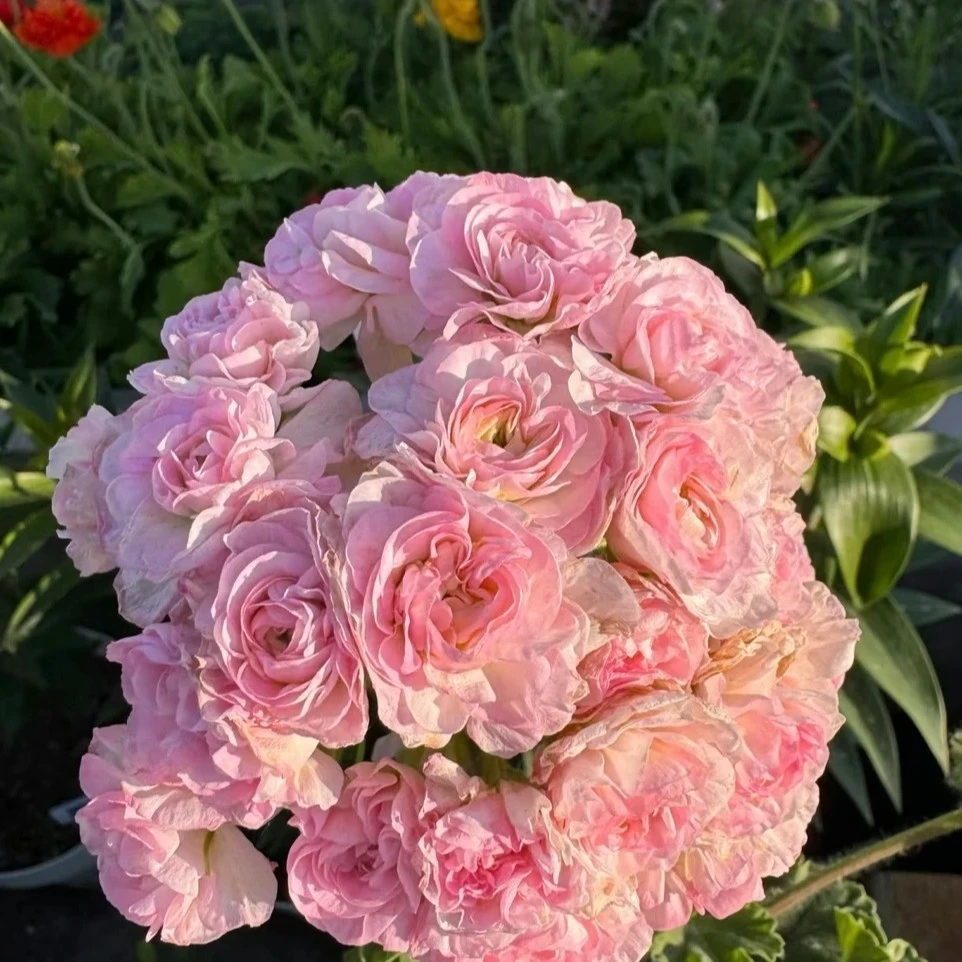 【伊曼纽尔】重瓣大花球兽系天竺葵