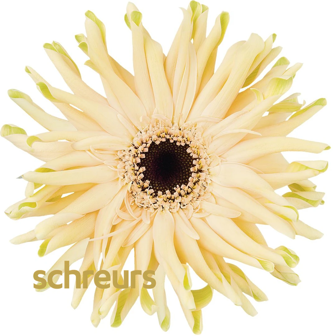 【七礼夫人】瑞典非洲菊 小众稀有品种  云南基地现采直发