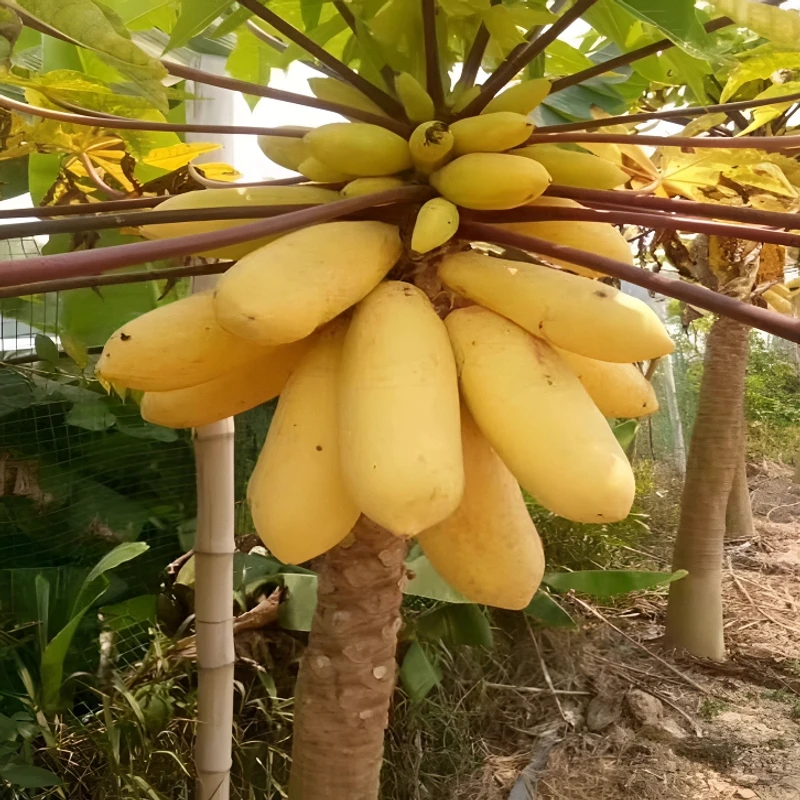 黄金奶油木瓜种子四季播种阳台盆栽小院种植简单夏季开花高产水果