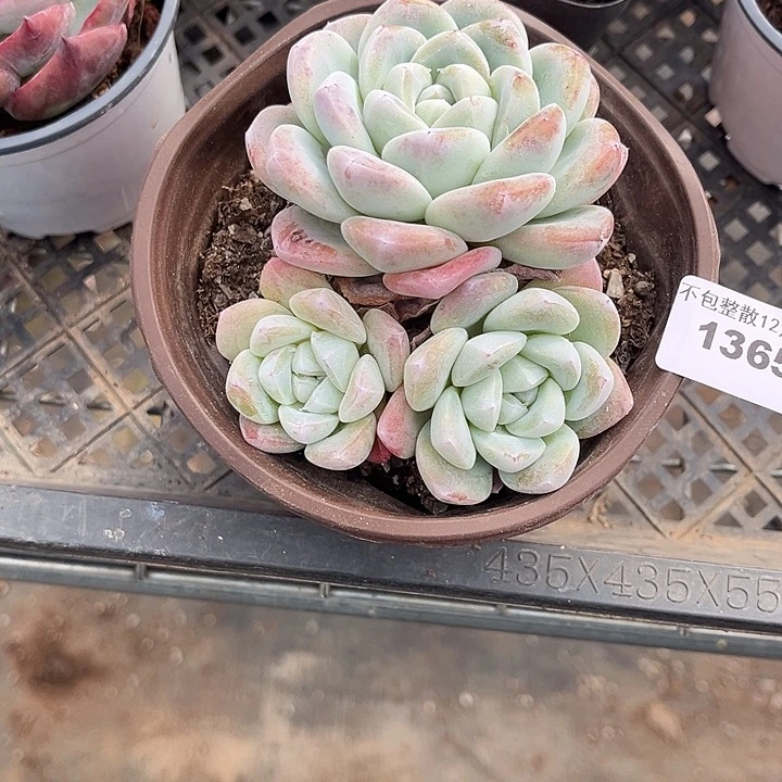 阿雅园艺。       1365