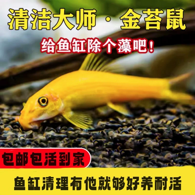 青苔鼠金苔鼠热带观赏鱼清道夫鱼缸垃圾粪便清理工具鱼