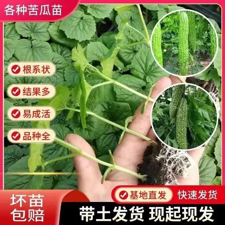 盆栽阳台各种苦瓜苗