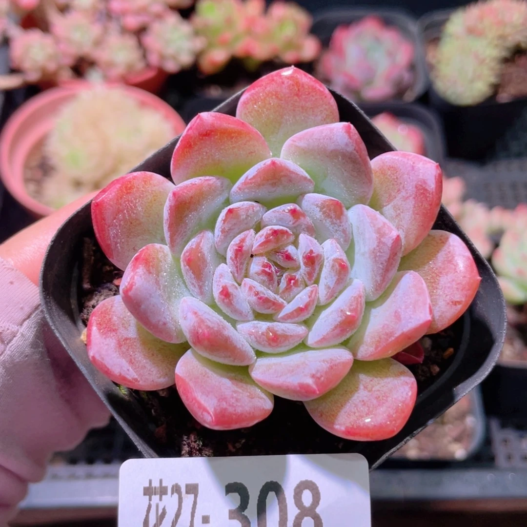 花利美27-308红胖子