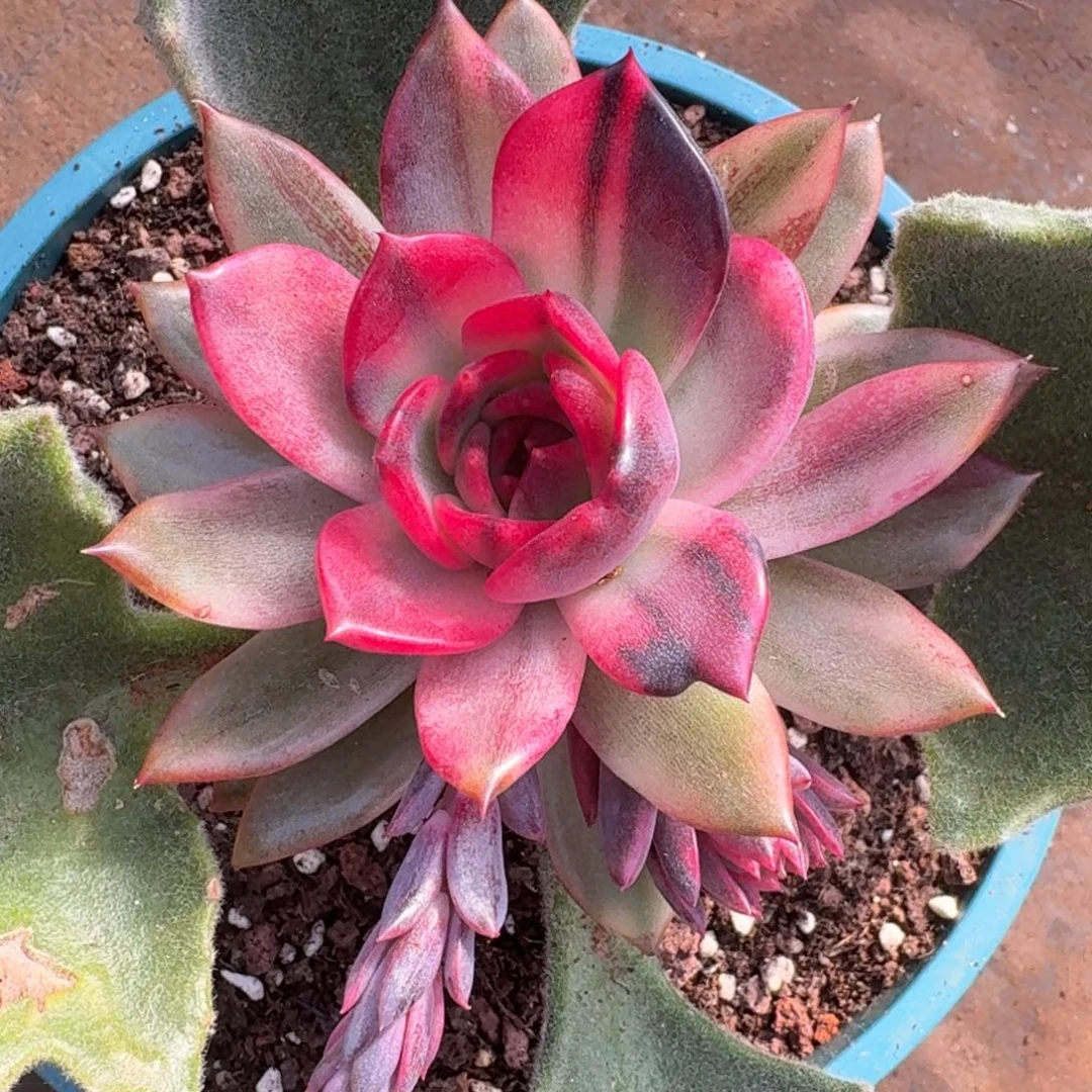 9***1火焰山锦一物一拍