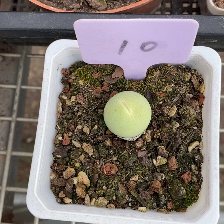 新*伯克利和他的朋友们在