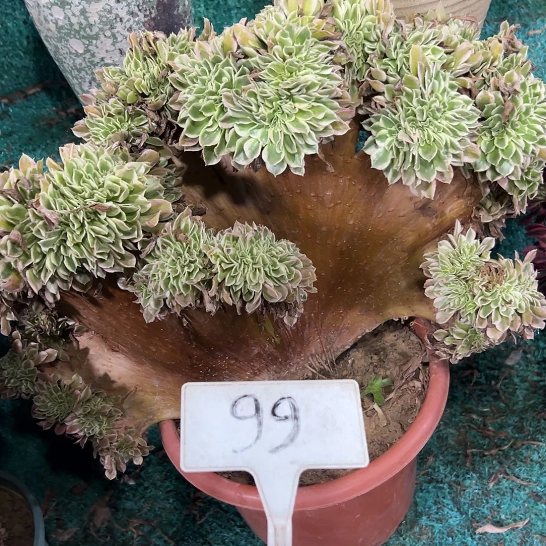 多肉植物白风缀花99