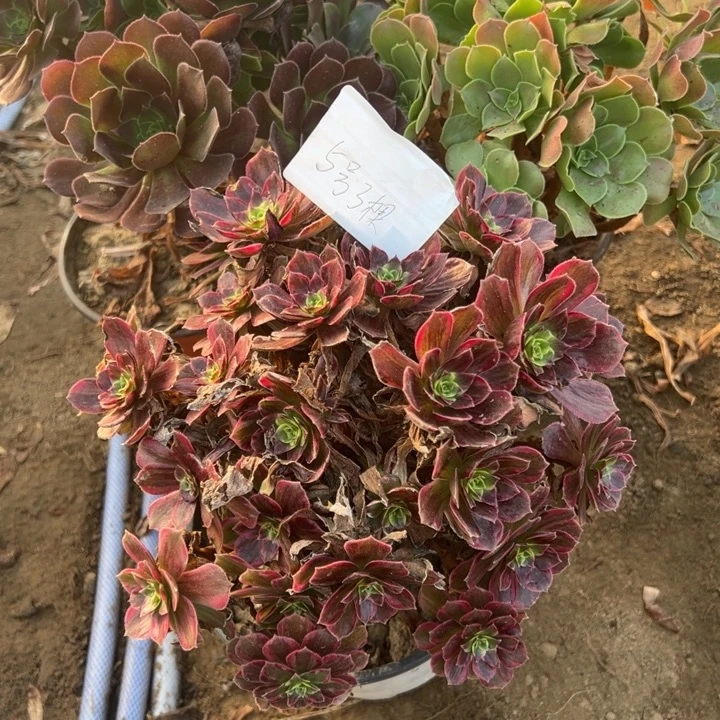 ****好5号3颗多肉植物，不包断头