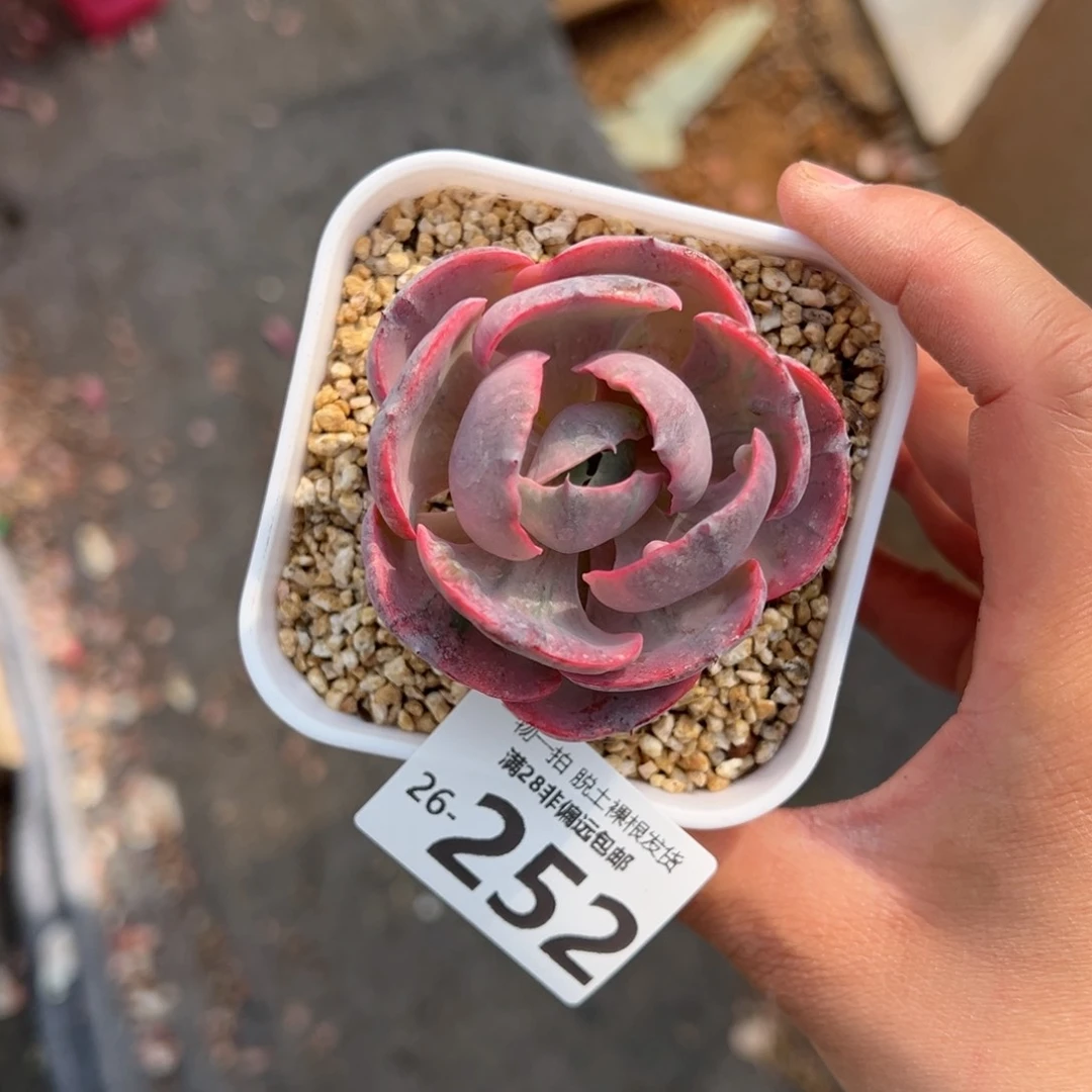 心之月锦多肉多肉