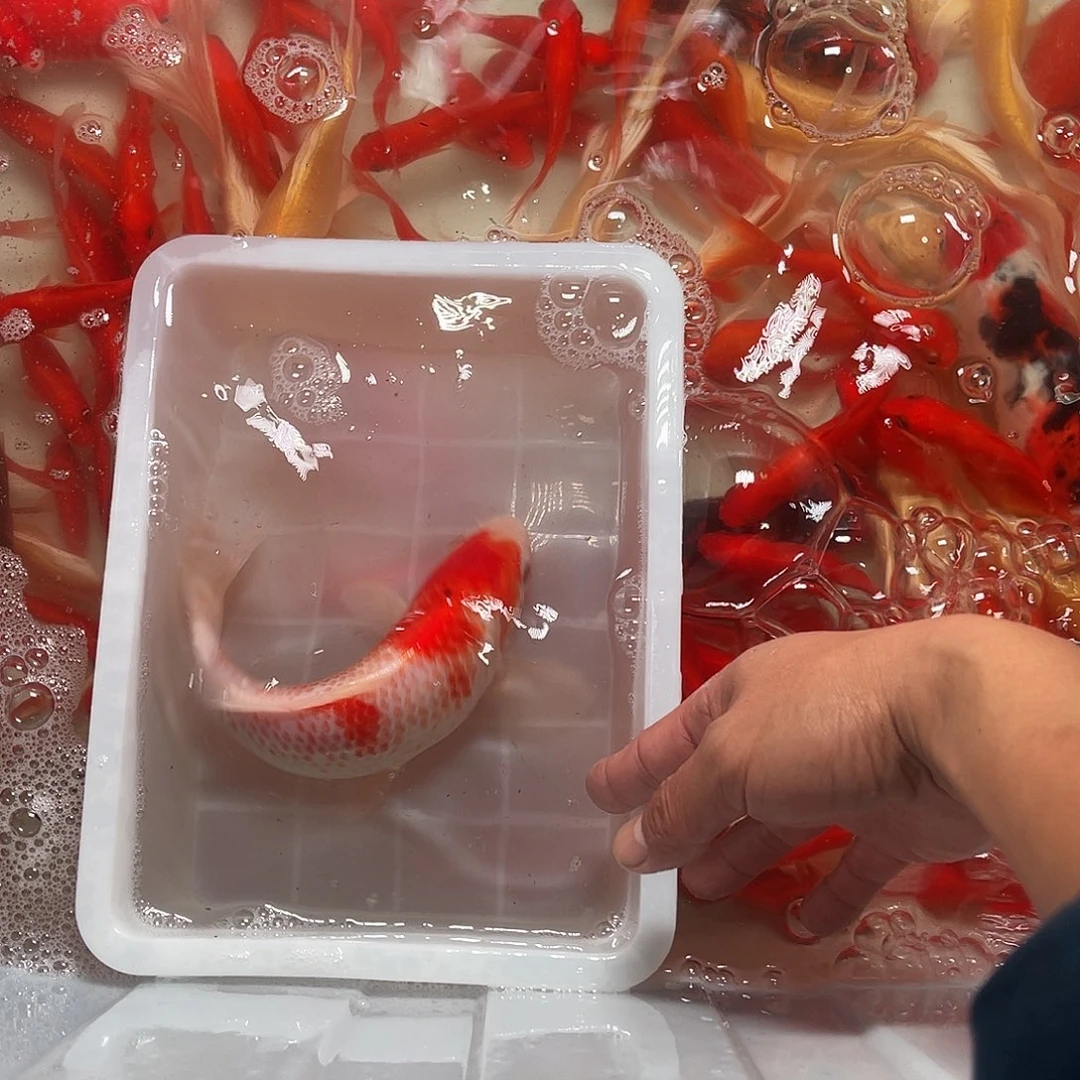 锦鲤包邮，包损，82