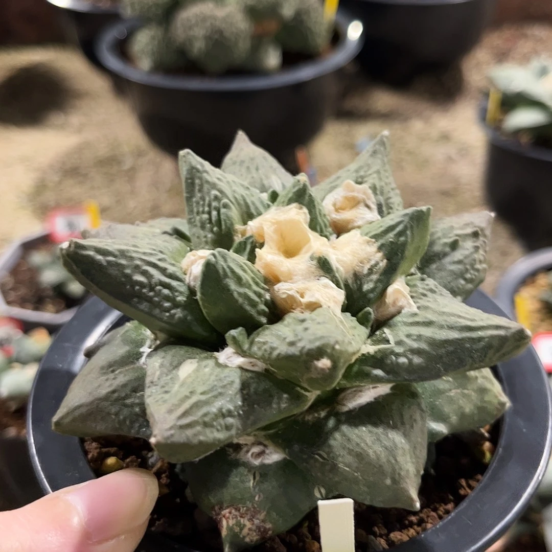 42号自根福利龙角龟