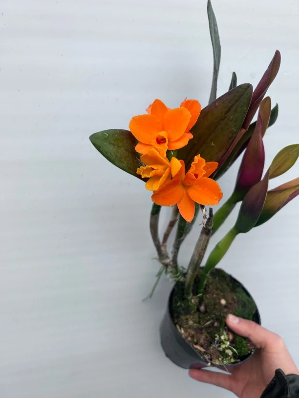 杨铭金童卡特兰小卡  瑕疵处理商品 不售后 介意勿拍