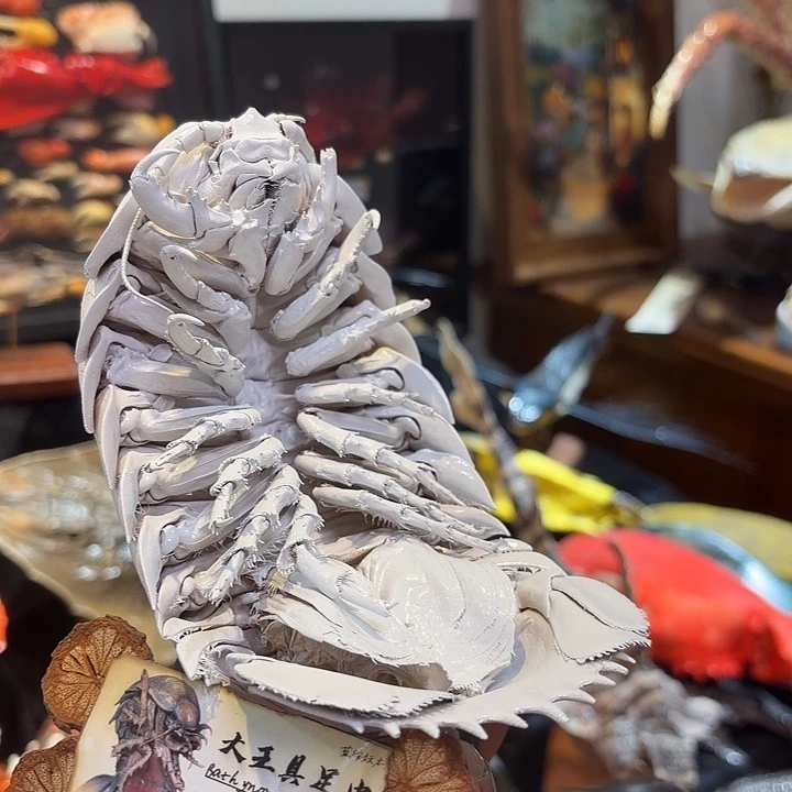 真实大王具足虫标本