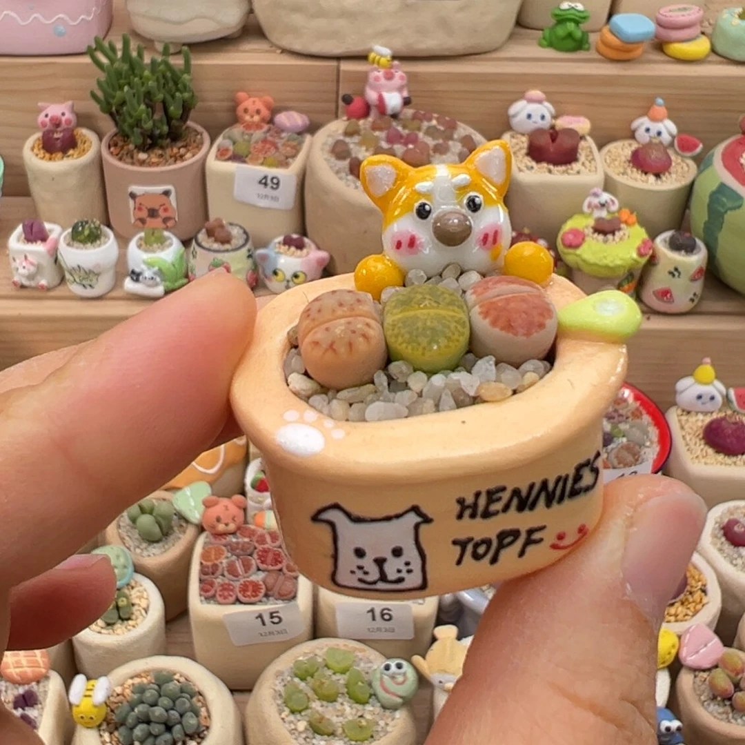 多肉植物72号拇指盆