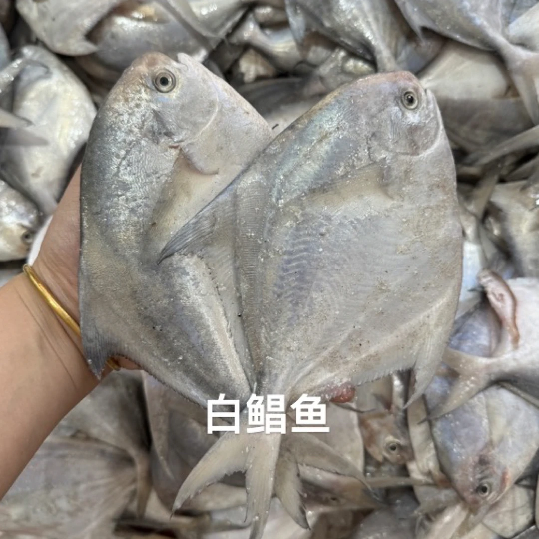 惠来神泉本港白鲳鱼