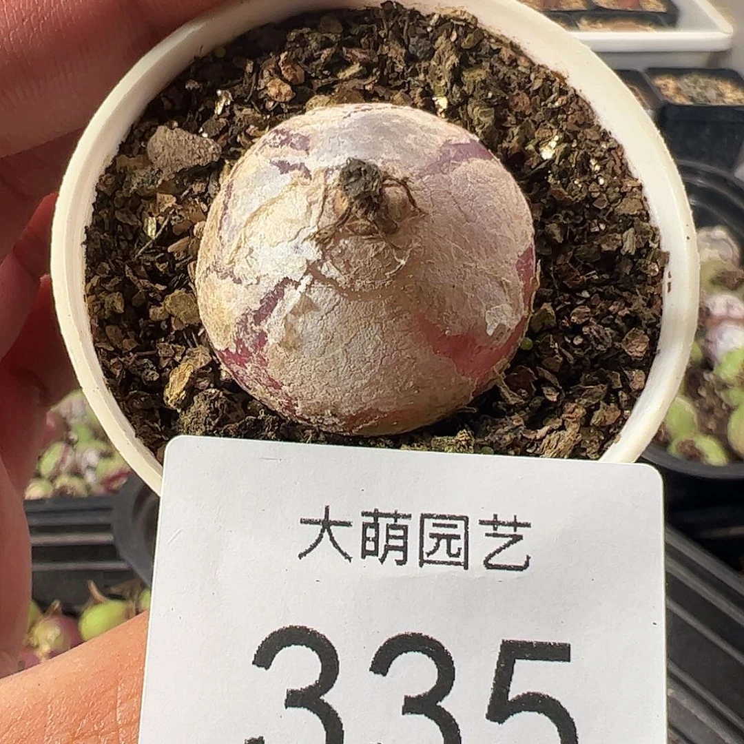 一物一拍带盆土发。 335