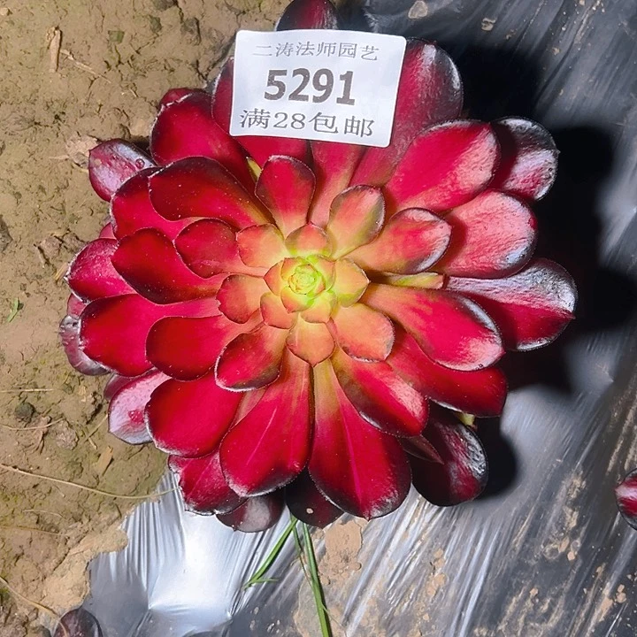 5291红日多肉植物2号