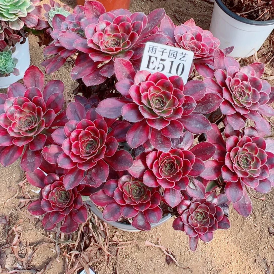 510冰淇淋尺寸25左右