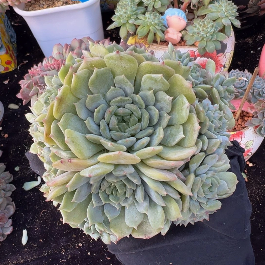 白恋自然群生20头 天天开心