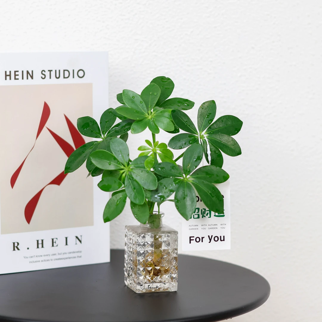 招财树室内办公室桌面小盆栽小鸭脚木+方形小嘴玻璃盆+营养液