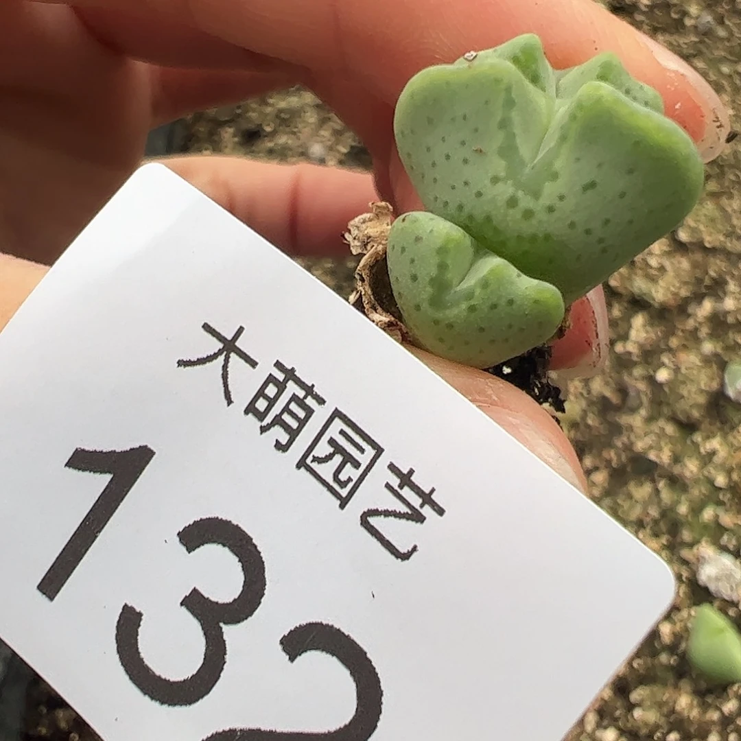 一物一拍麋鹿角。