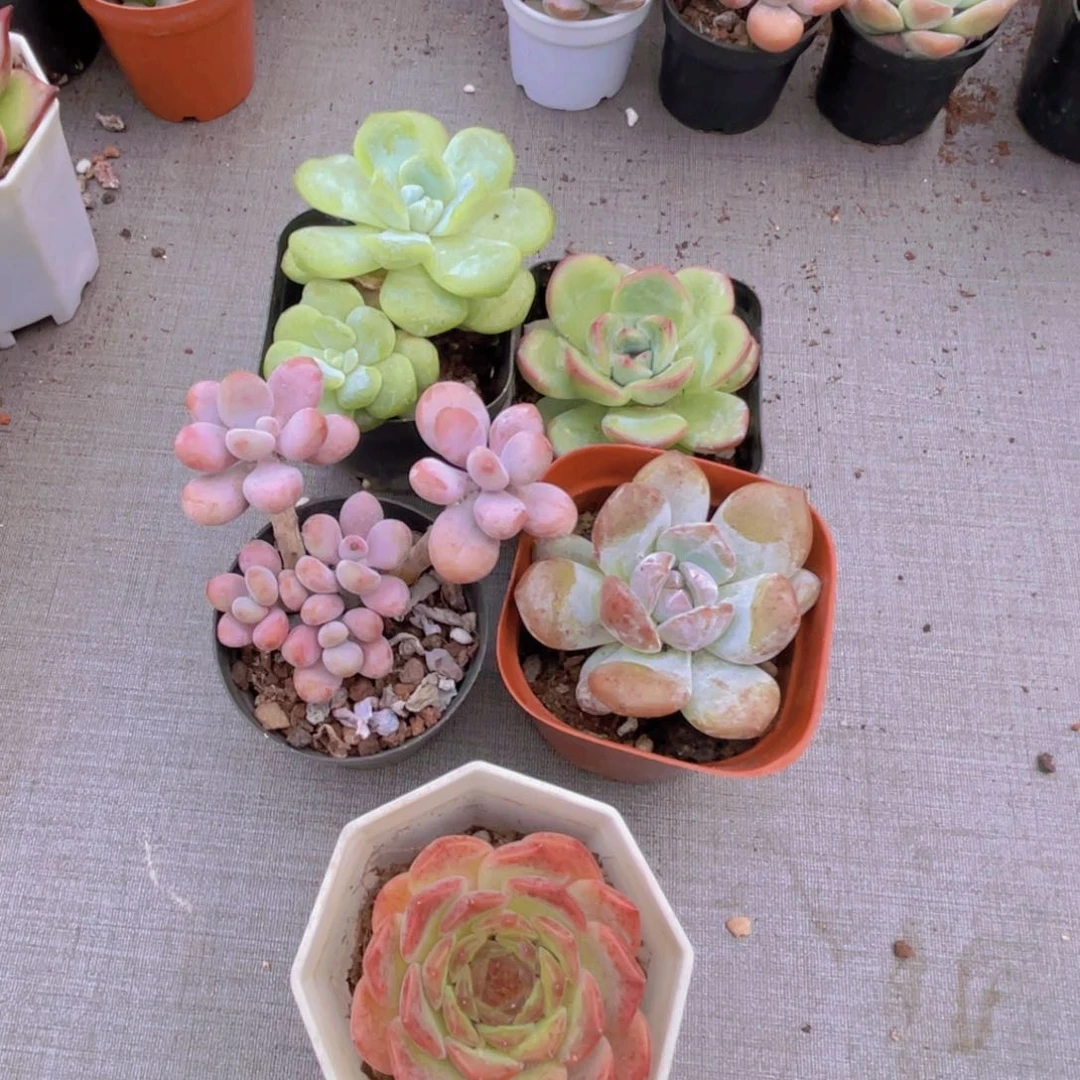 冰玉 泡芙 桃蛋 橙梦露 粉恋