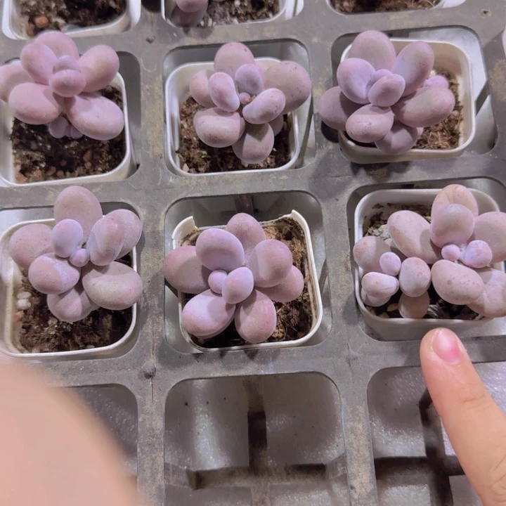 五厘米盆样品奶酪一颗福利