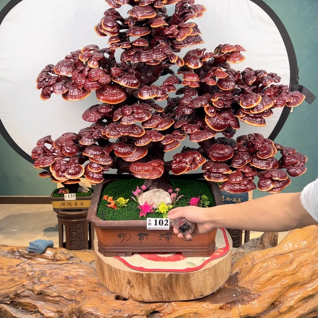 无花朵880888888888