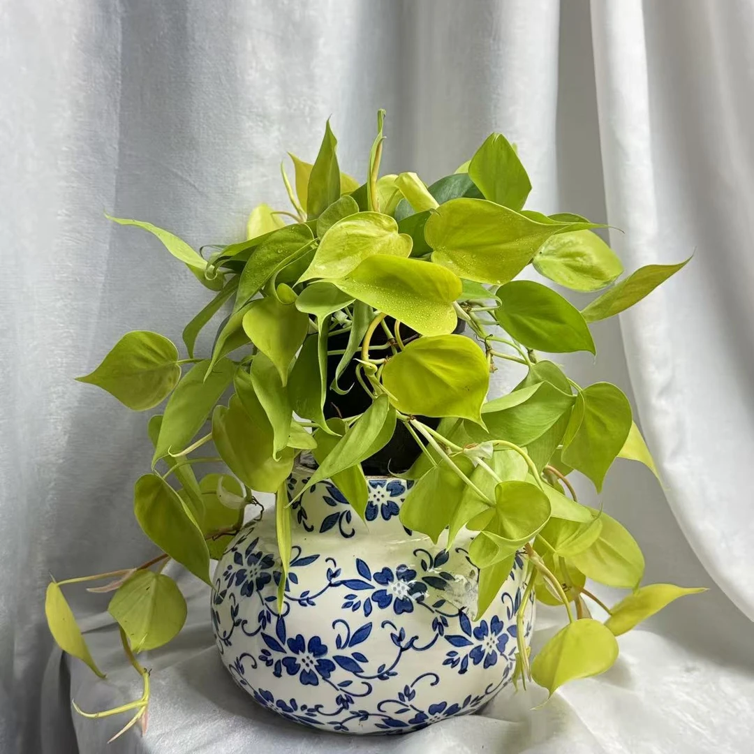 柠檬汁蔓绿绒 ins风网红绿植盆栽室内垂吊观叶植物好看垂藤植物