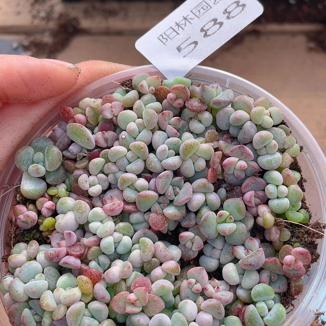 多肉植物多肉植物588