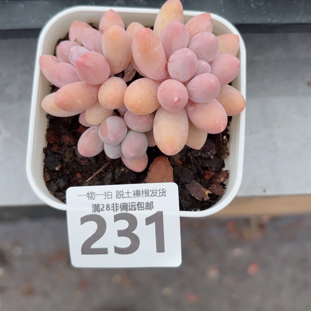 汤圆多肉无盆土发货