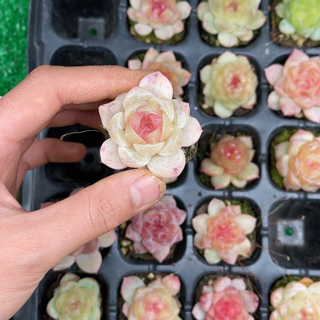 多肉一物一拍25-115