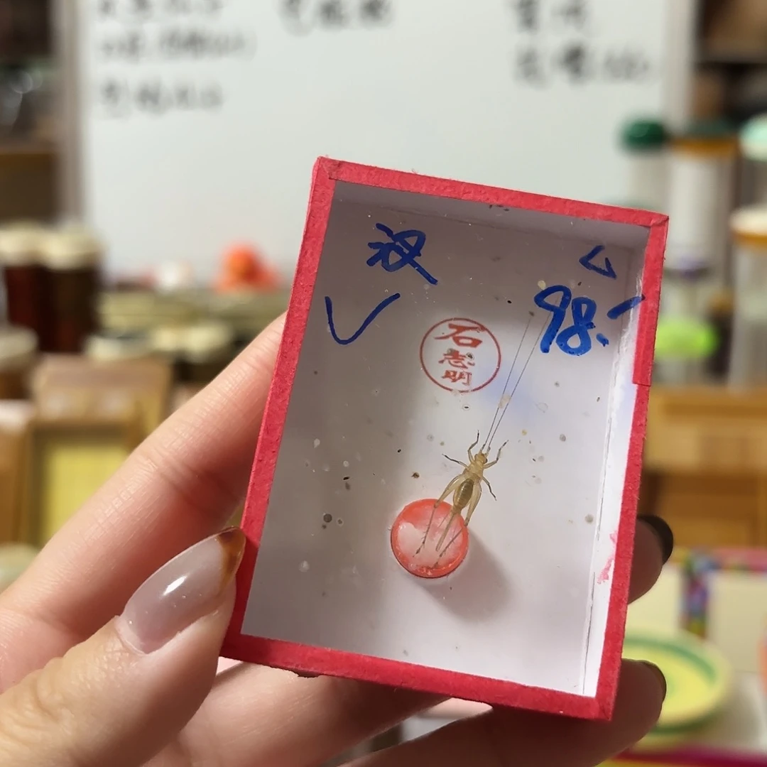 一条石特级长须大黄蛉