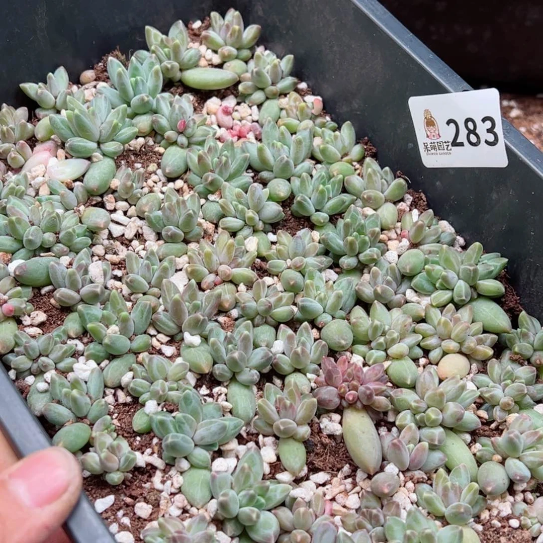 娜多肉植物多肉植物