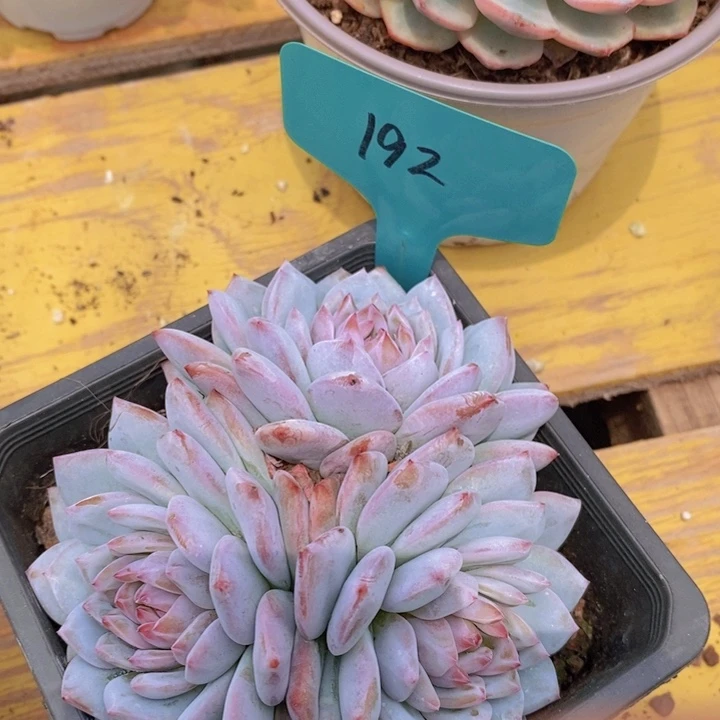 开心多肉，一物一拍