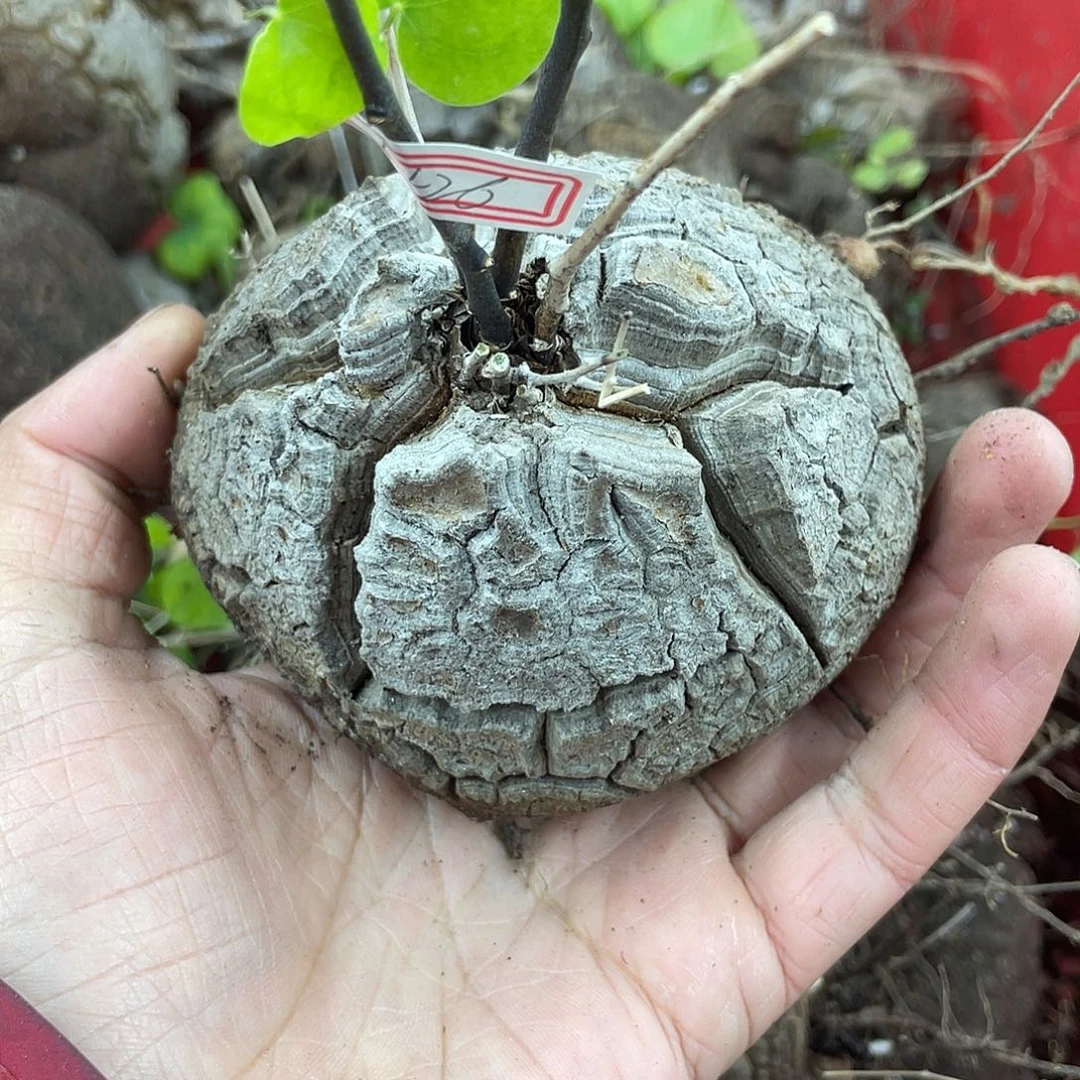 龟甲龙一物一拍1426号9.5cm