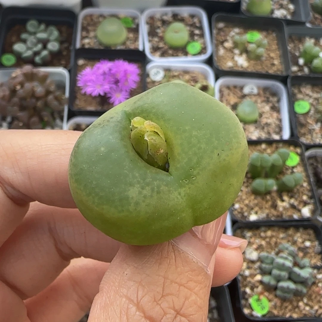 贴地飞3cm（瑕疵）多肉95